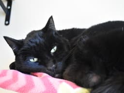Zorro image 3