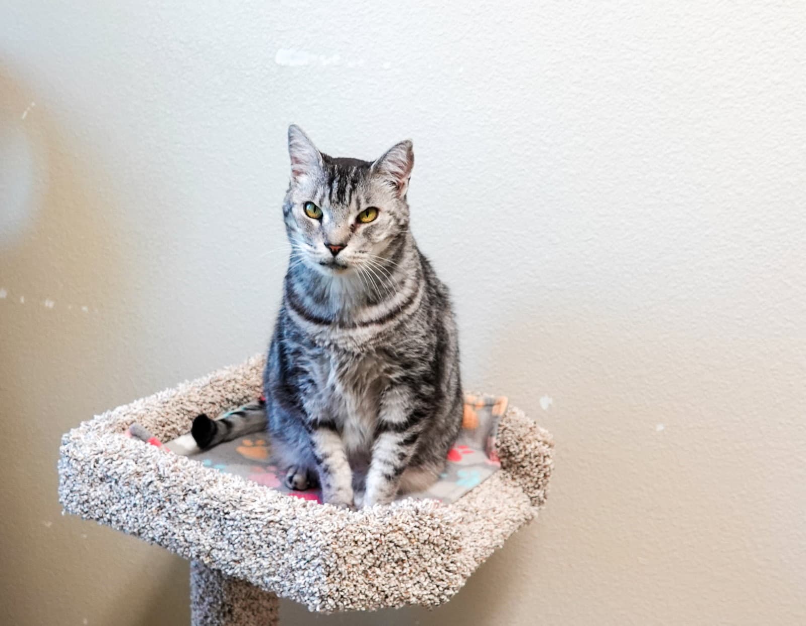 Cleopatra - Domestic Short Hair