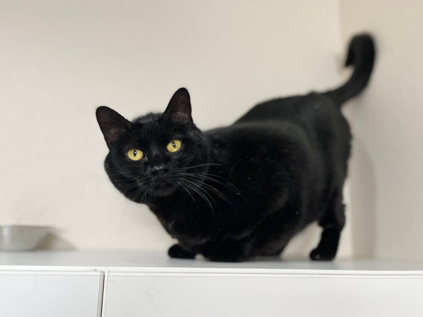 Sheegwa - Domestic Medium Hair