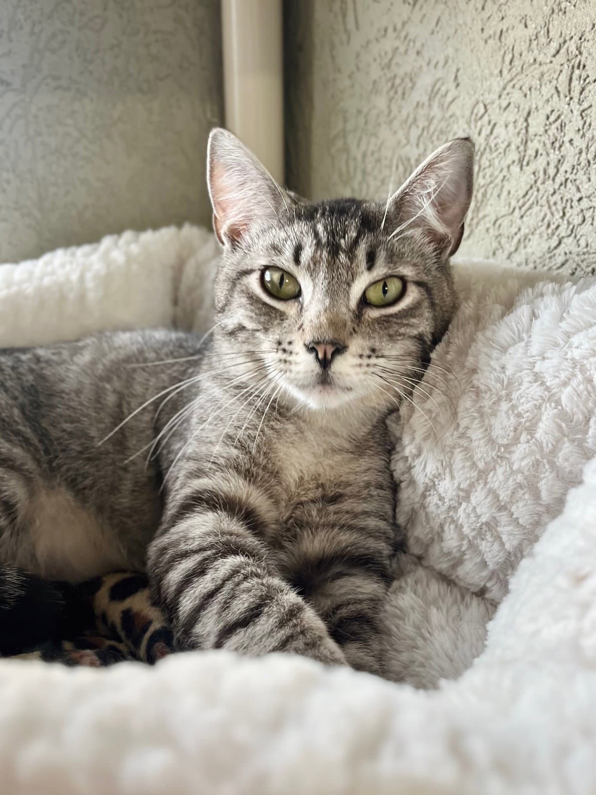 Rivers - Domestic Short Hair