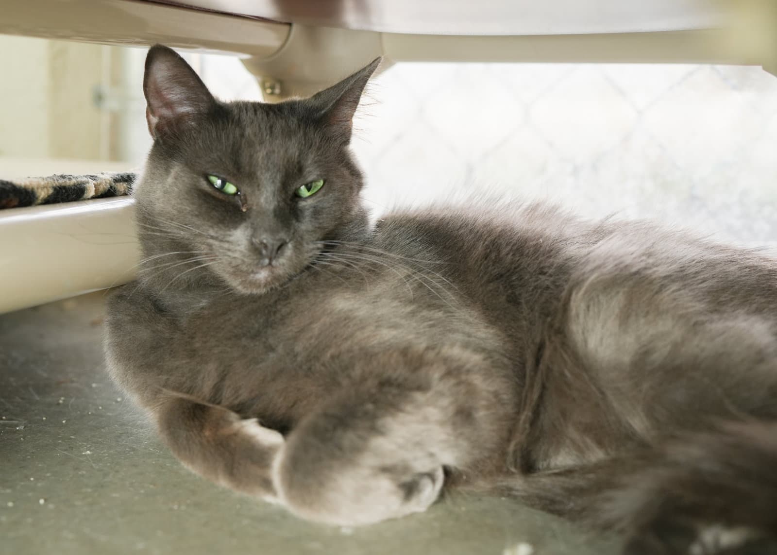 Carlton - Domestic Short Hair