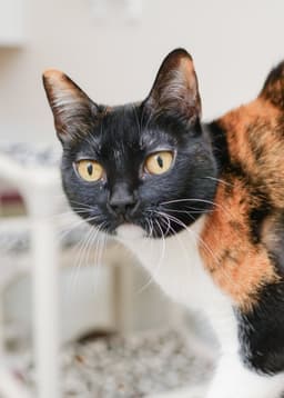 Cali Cat image 1