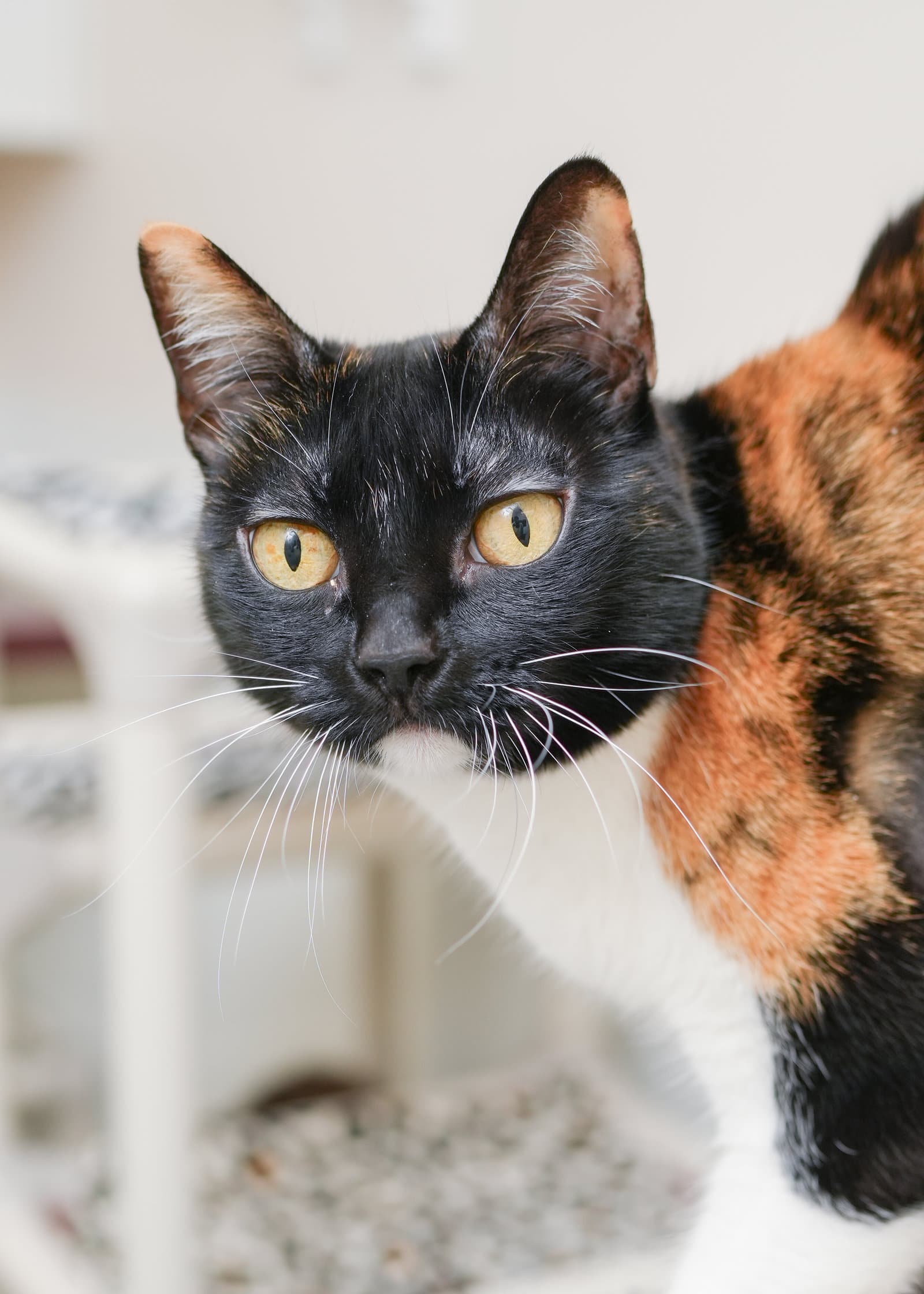 Cali Cat - Domestic Short Hair
