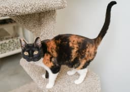Cali Cat image 2