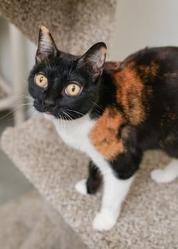 Cali Cat image 3