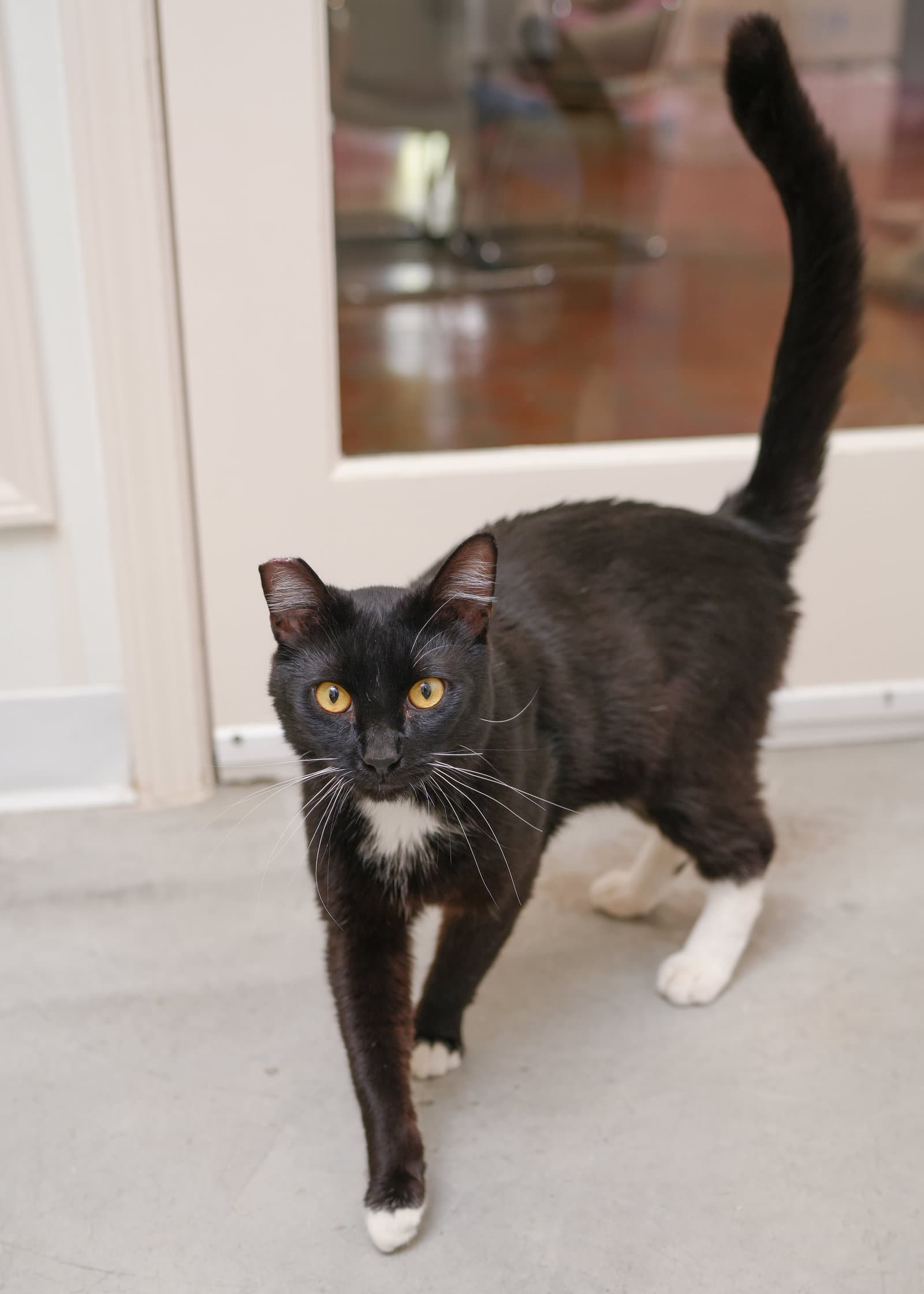 Prince - Domestic Short Hair