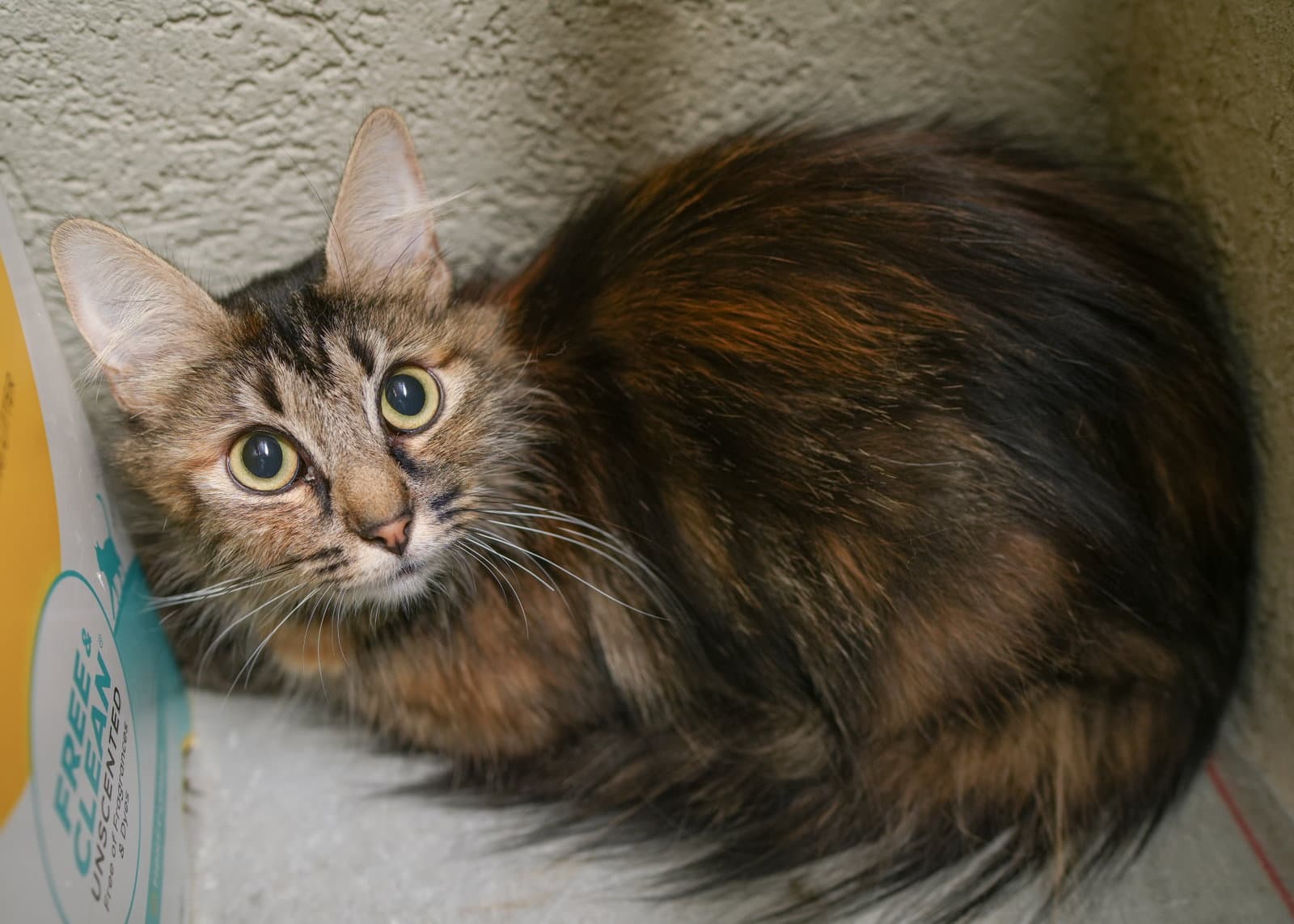 Meeps - Domestic Long Hair