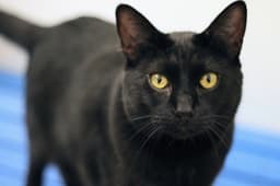 Binx image 1