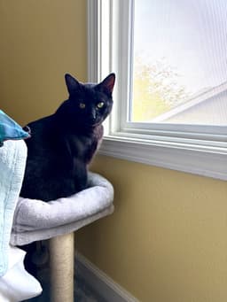 Binx image 2