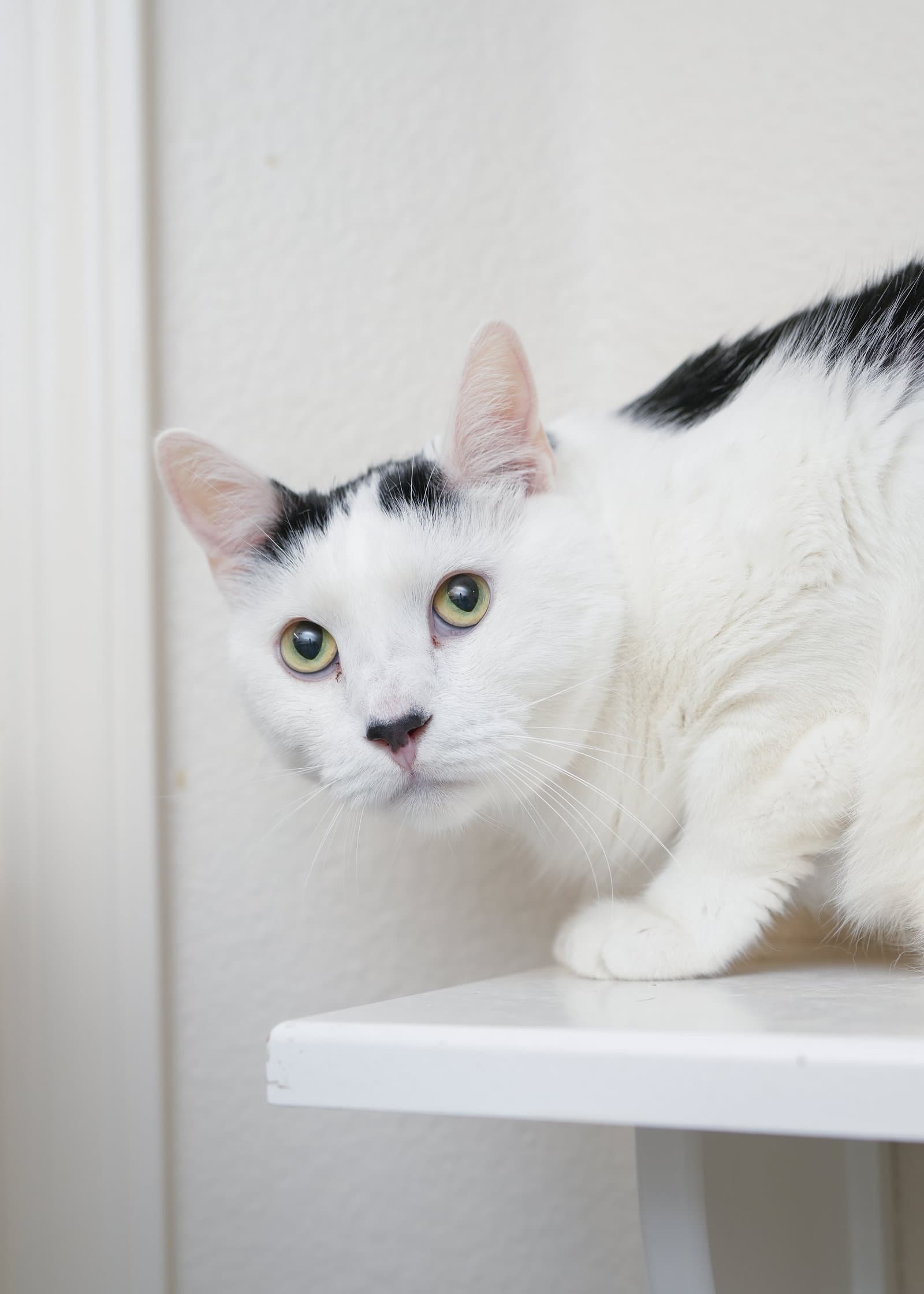 Juju - Domestic Short Hair