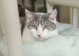 Sweetie image 1