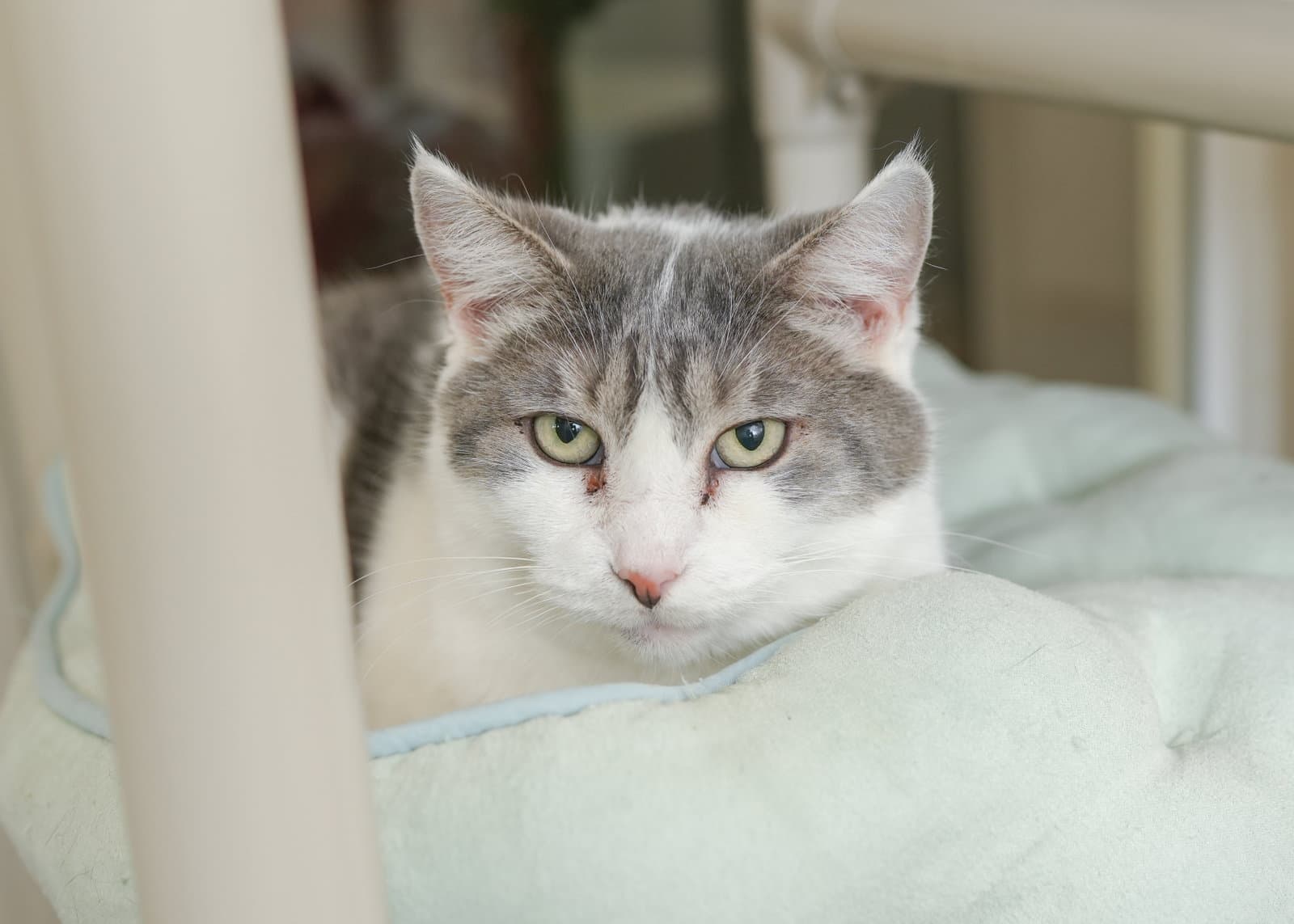 Sweetie - Domestic Short Hair