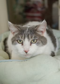 Sweetie image 3