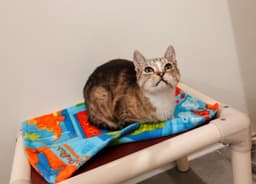 Molly image 1