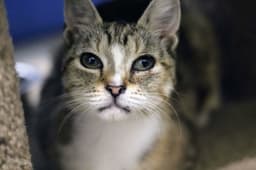 Molly image 3