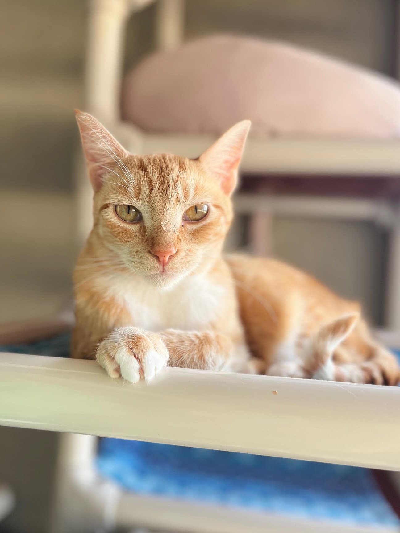 Soulshine - Domestic Short Hair