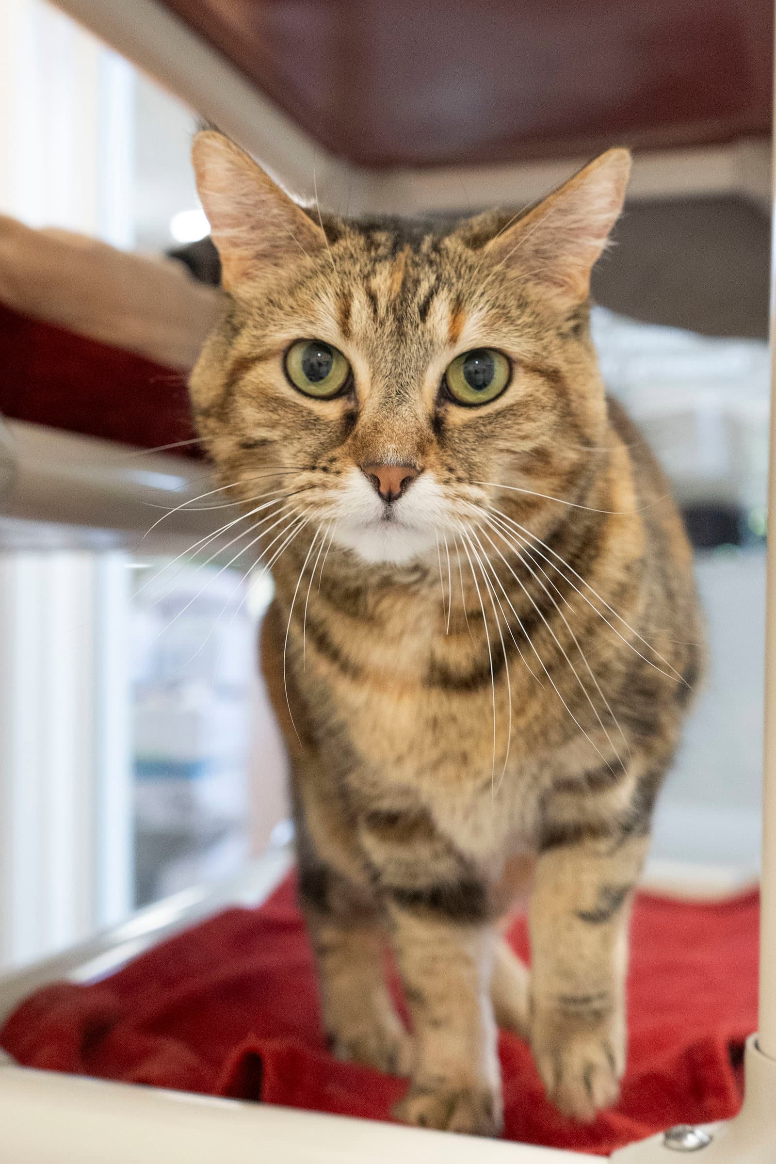 Charmander - Domestic Short Hair