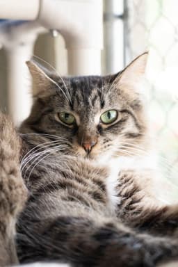 Tuffy image 1