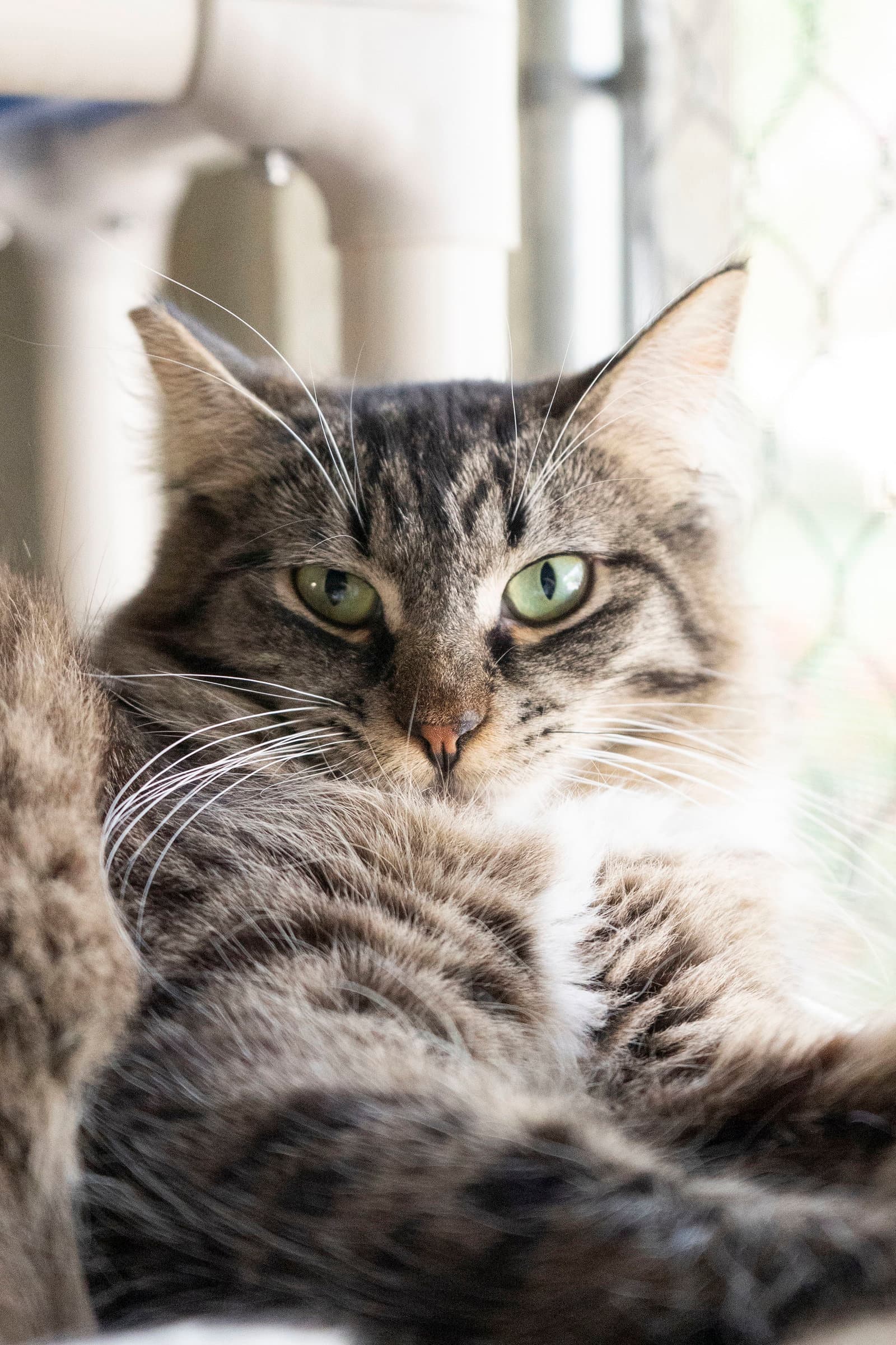 Tuffy