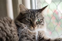 Tuffy image 2