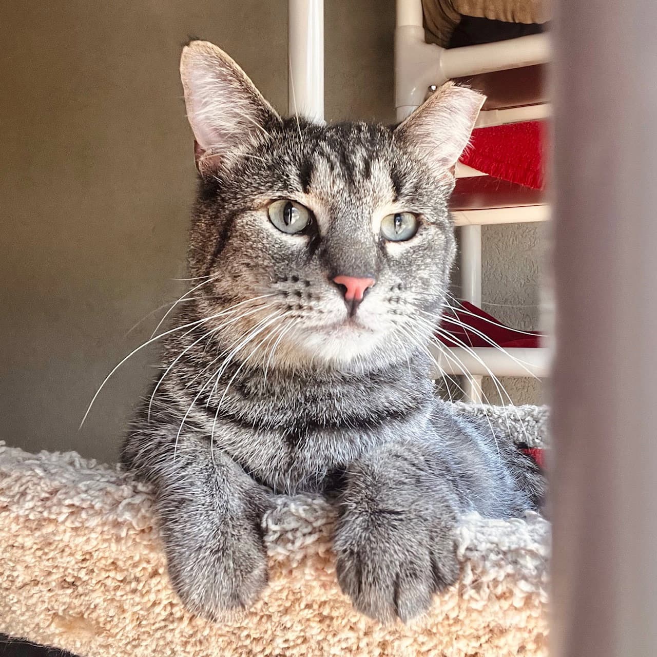 Timmy - Domestic Short Hair