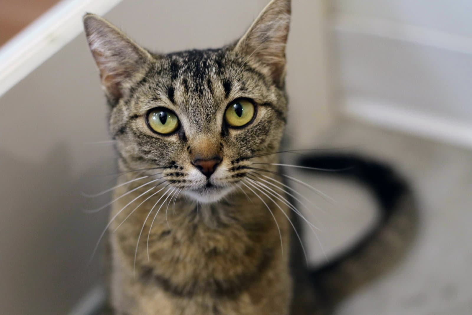 Miss Lavender - Domestic Short Hair