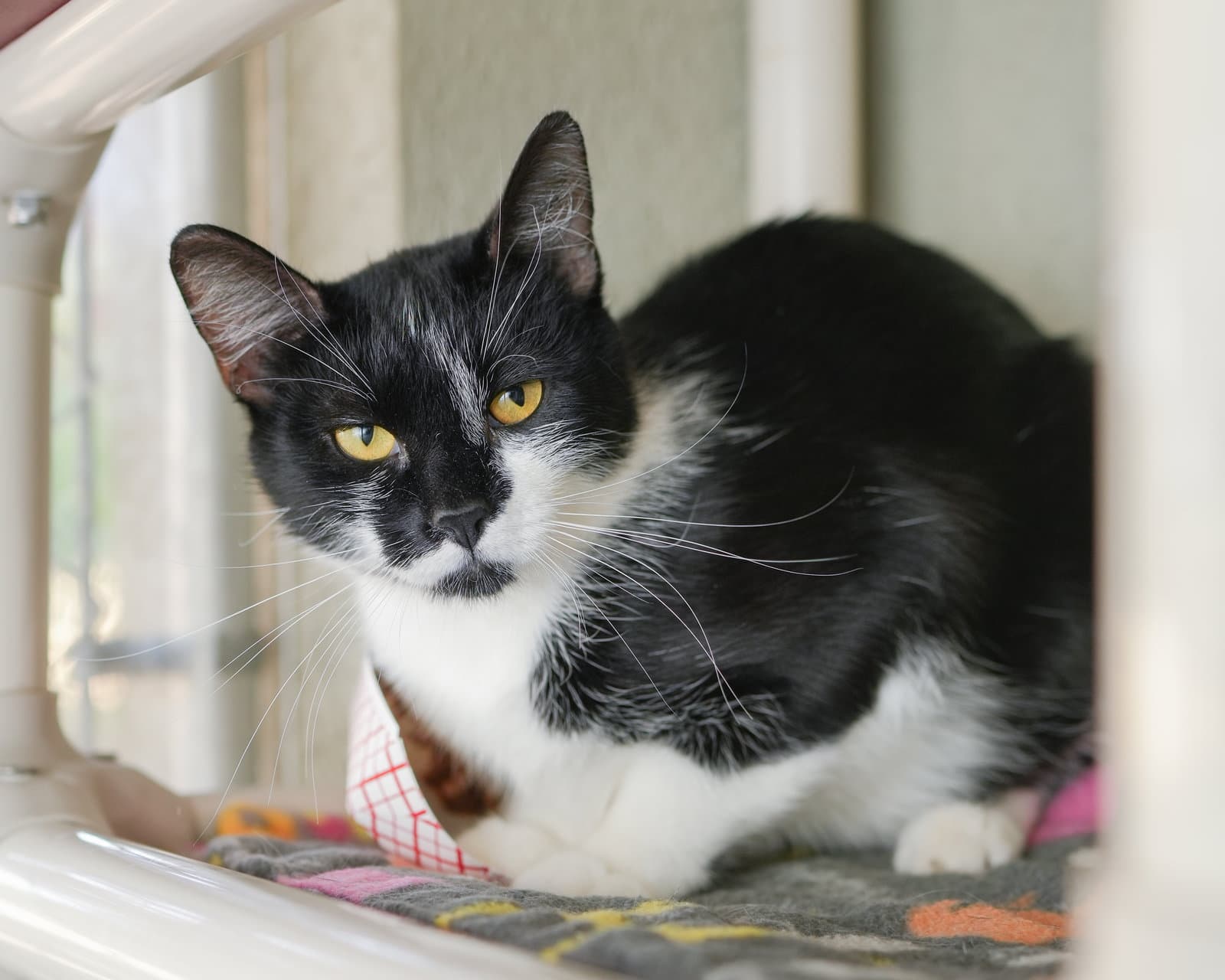 Lolly - Domestic Short Hair