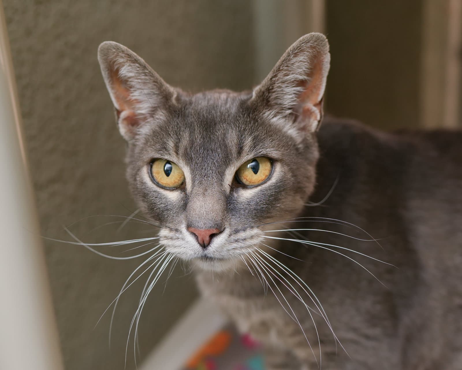 Gracie - Domestic Short Hair