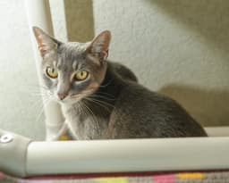 Gracie image 3