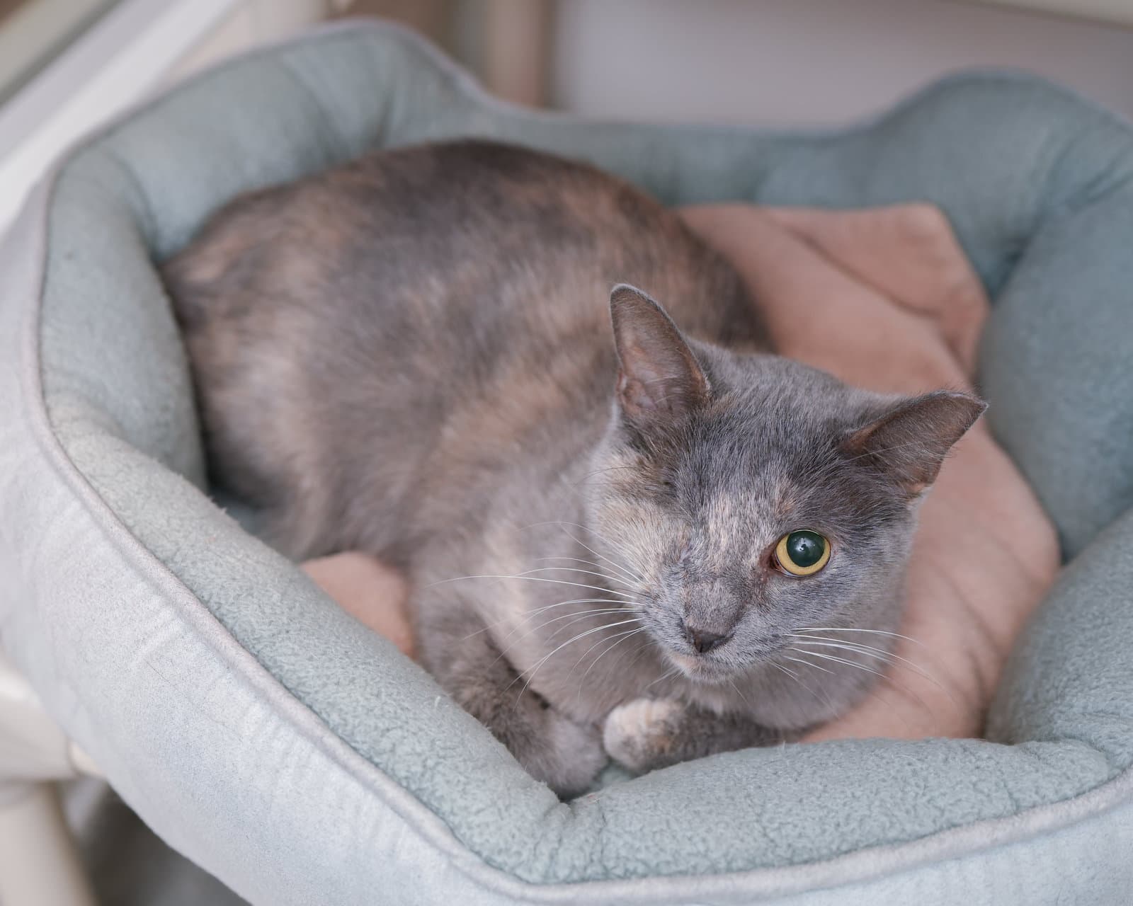 Karen - Domestic Short Hair