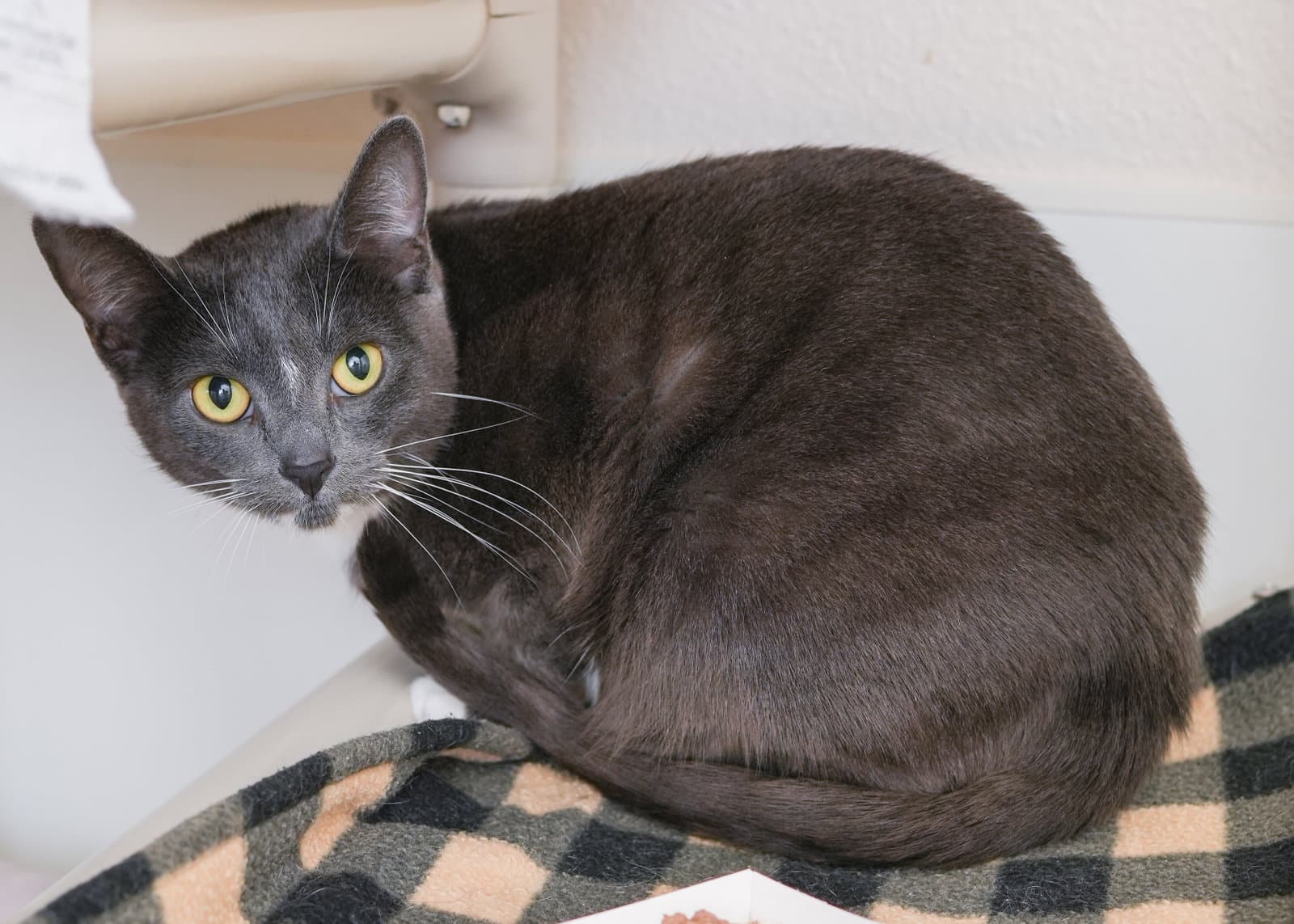 Fergie - Domestic Short Hair