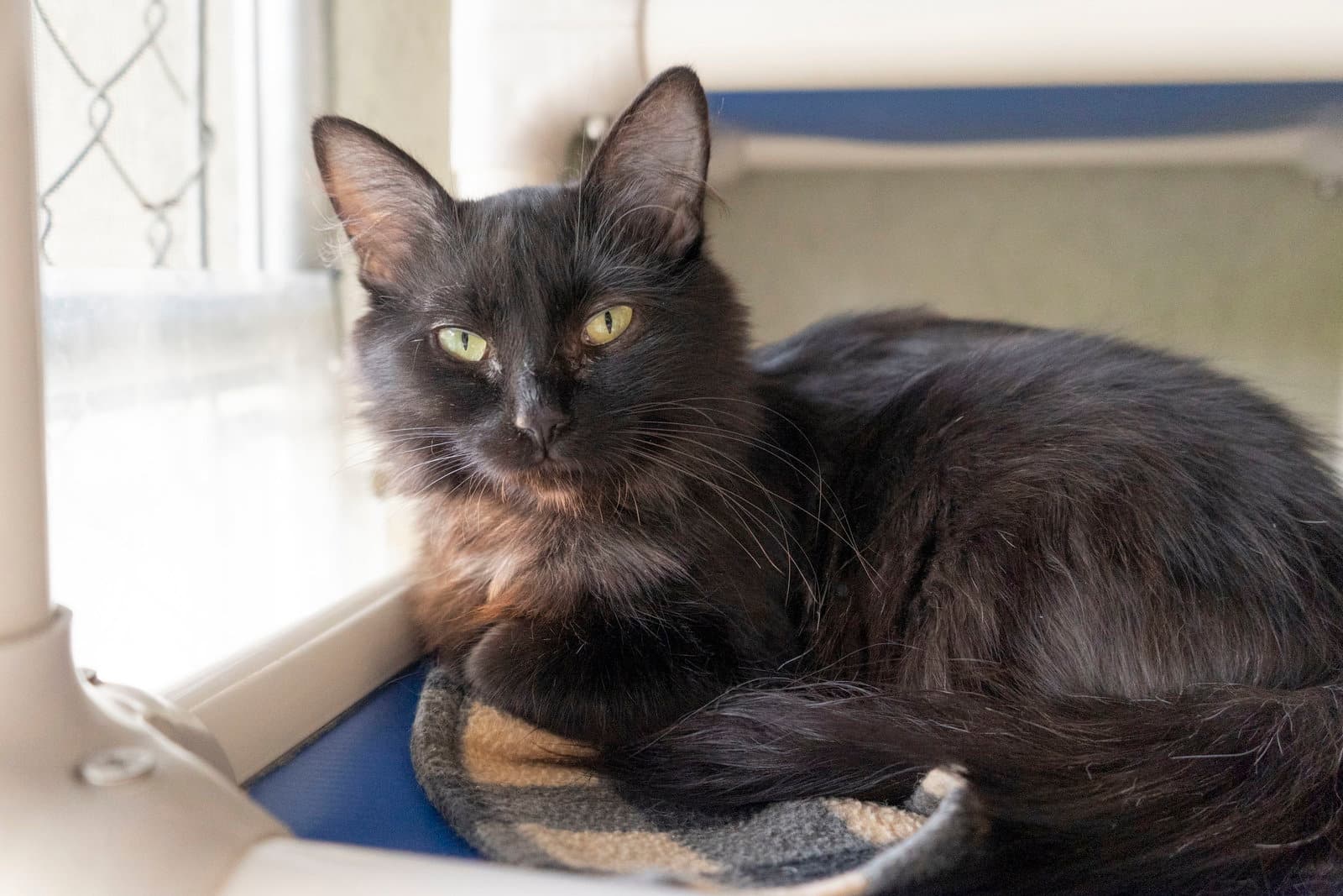 Iris - Domestic Long Hair