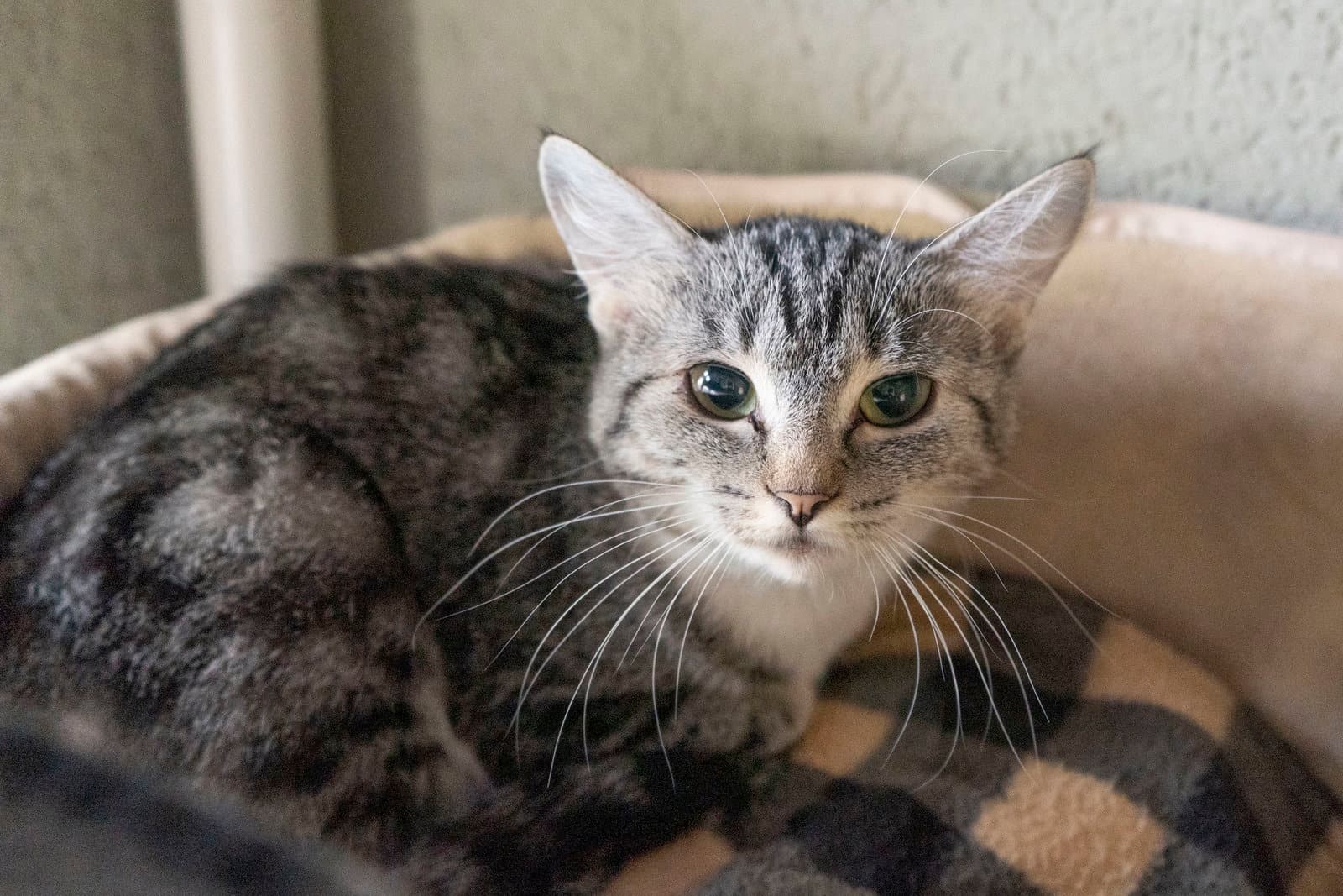 Olive - Domestic Short Hair