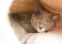 Gusgus image 1