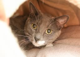 Gusgus image 2