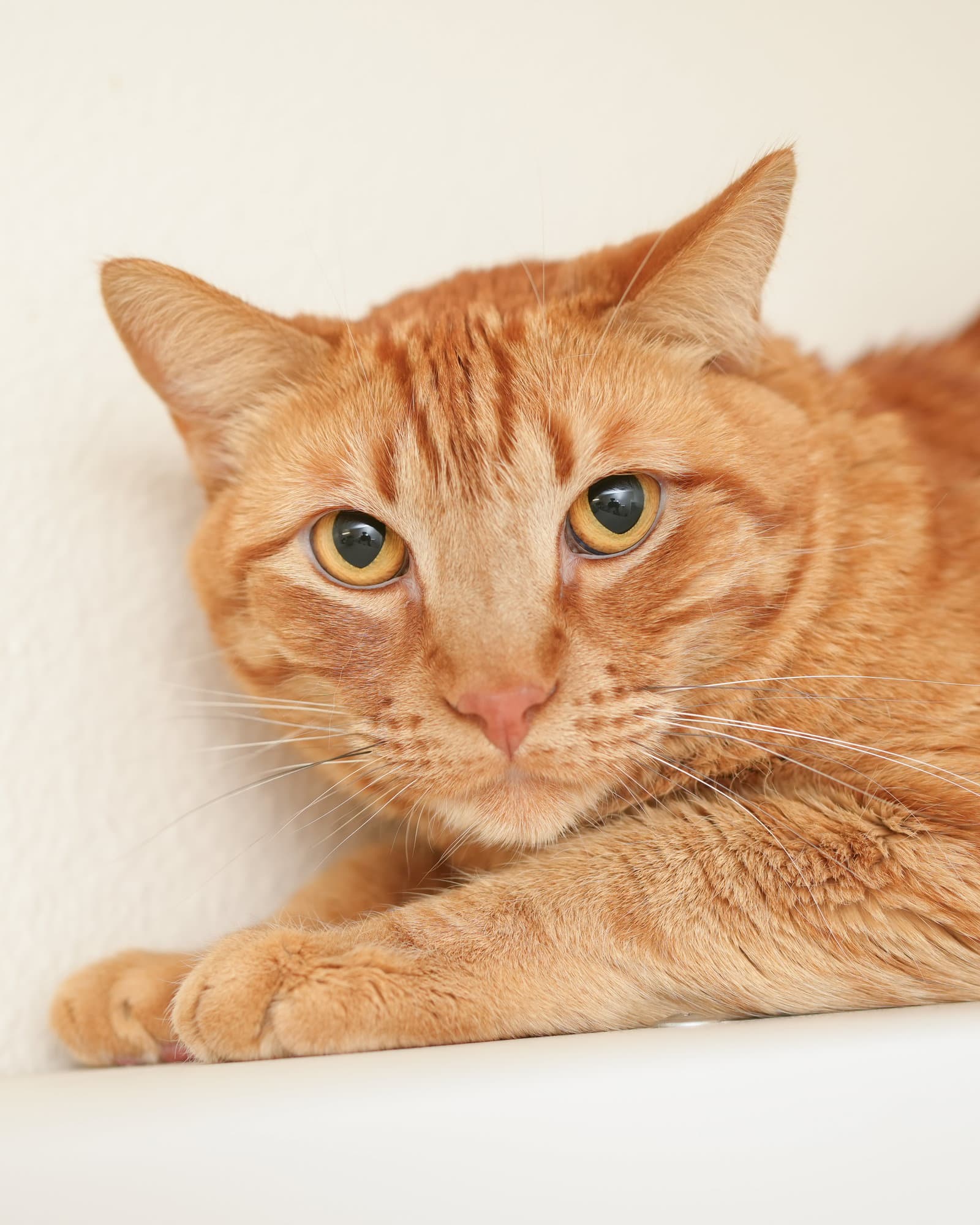 Leif - Domestic Short Hair