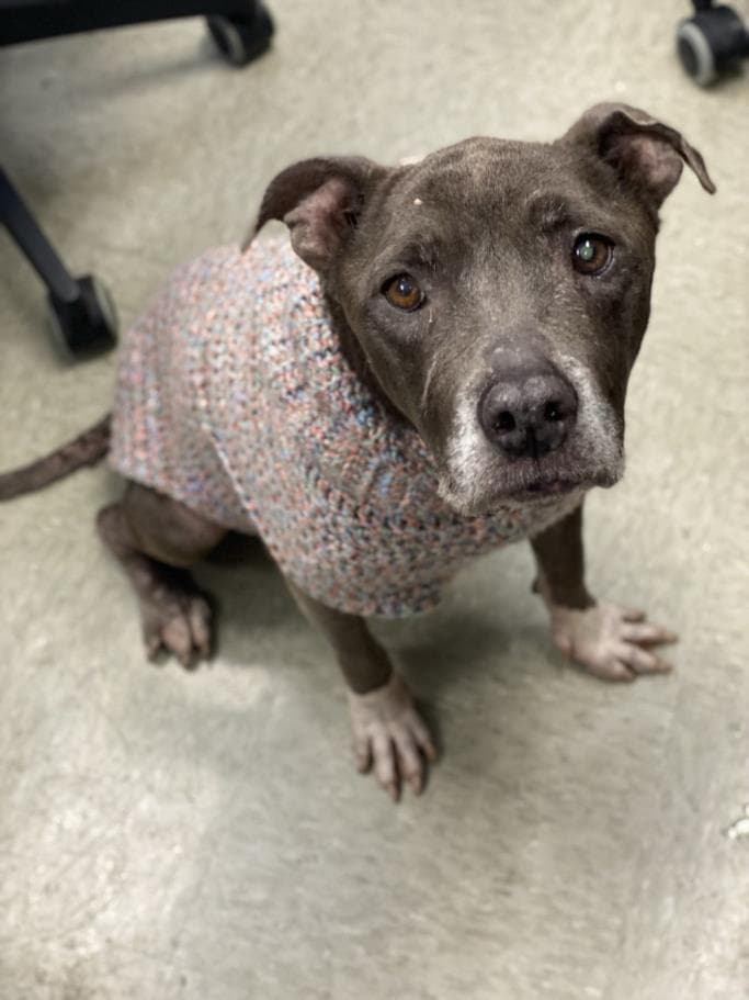 Shelly - American Staffordshire Terrier