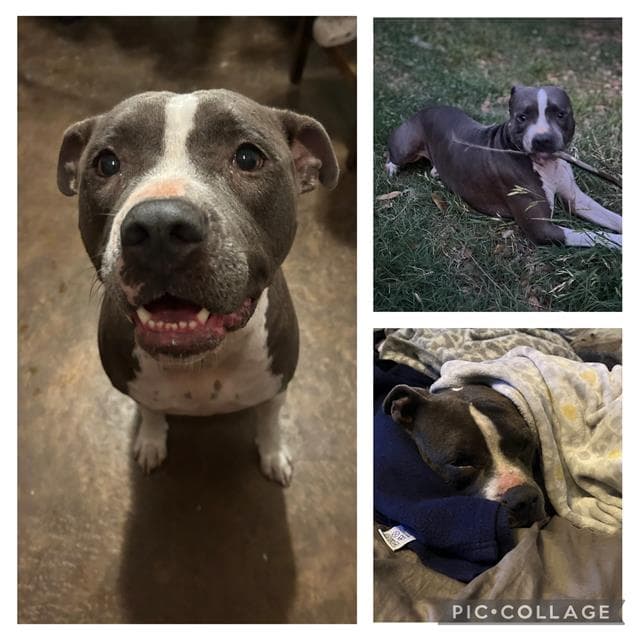 Ophelia - American Staffordshire Terrier