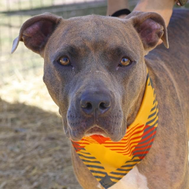 Bella - American Staffordshire Terrier