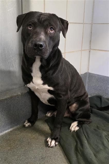 Ramen - American Staffordshire Terrier