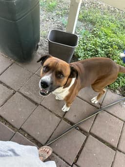 Paco image 1