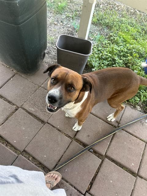 Paco - Boxer