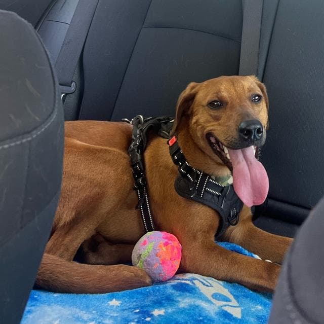 Bexar - Vizsla
