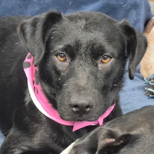 Hope - Labrador Retriever