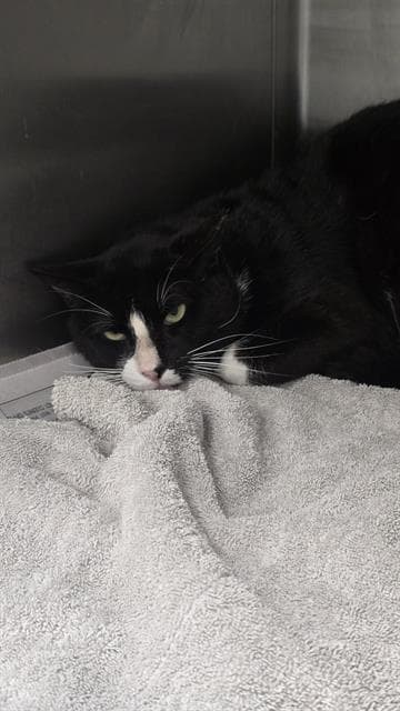 Mr B - Domestic Short Hair