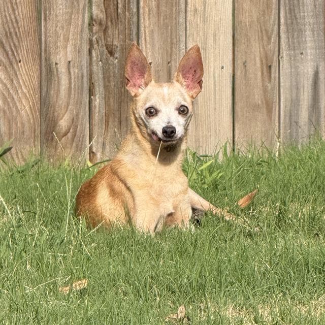 Lance - Chihuahua
