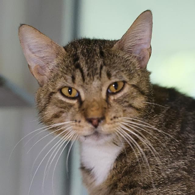 Stable - Domestic Short Hair