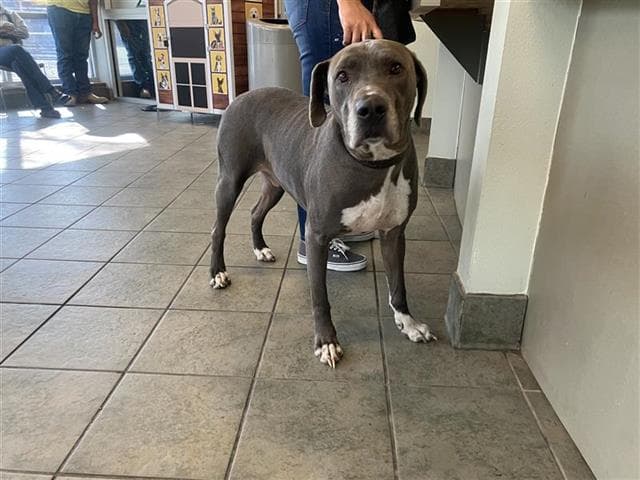 Linx - Labrador Retriever