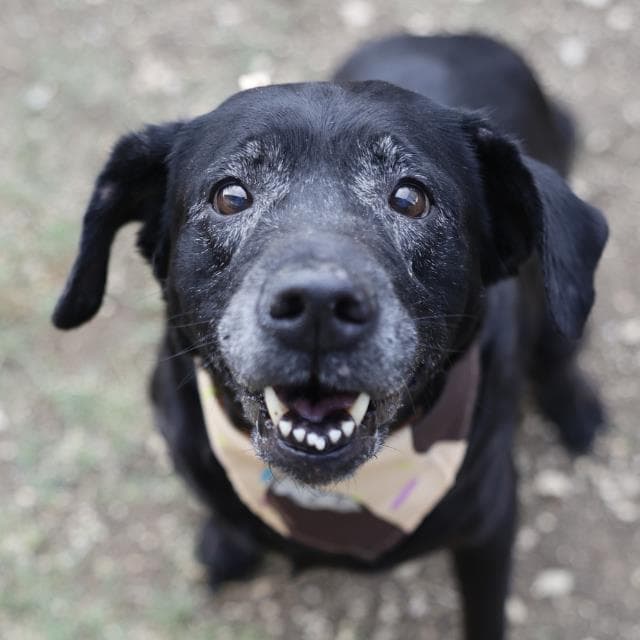 Maya - Labrador Retriever