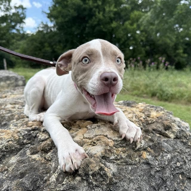 Daisy - American Staffordshire Terrier